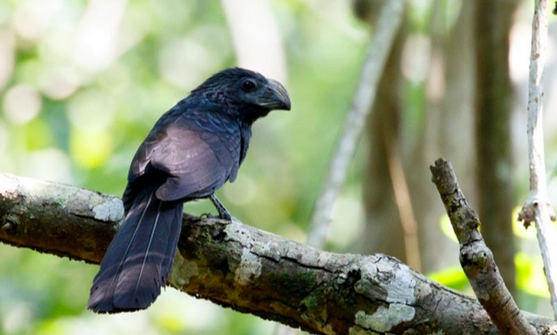 Ave llamada Garrapatero Asurcado Crotophaga sulcirostris