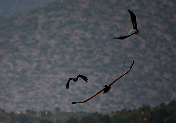 Aguila real
