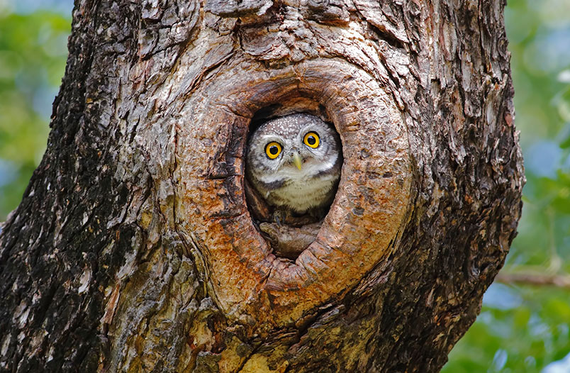 Muchas especies animales dependen de los árboles como su hábitat. Los árboles proveen alimento, protección, y hogares para múltiples aves y mamíferos