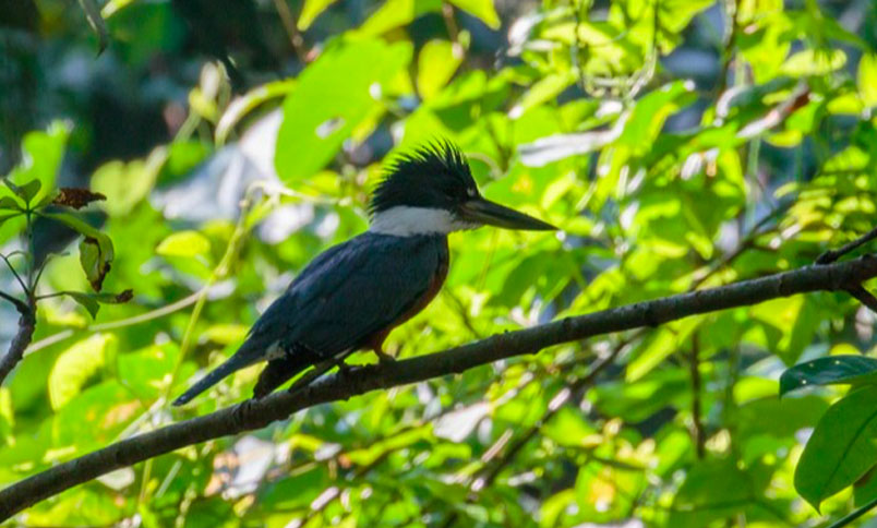 Ave llamada Martín Gigante Neotropical Ceryle torquata