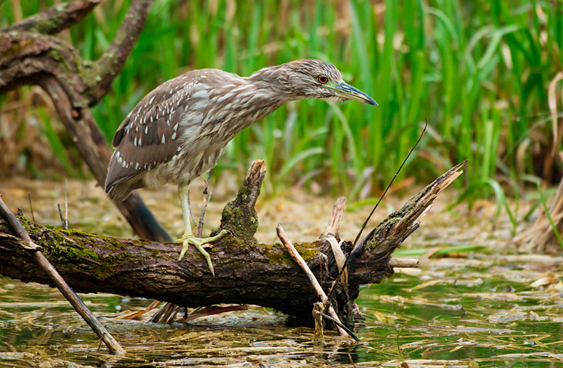 Aves migratorias
