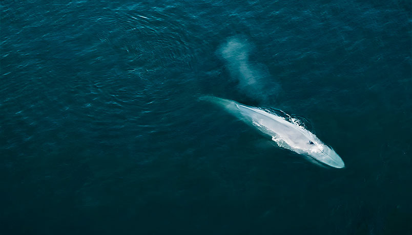 Ballena en la patagonia