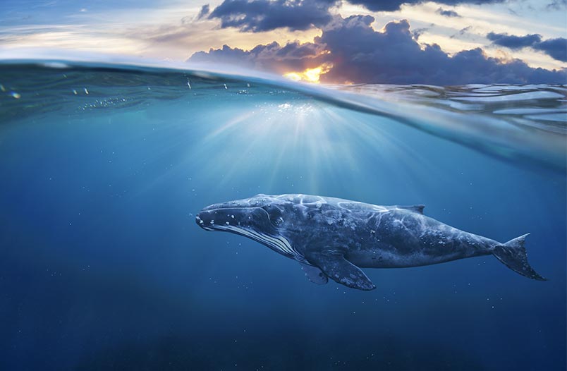 ballena