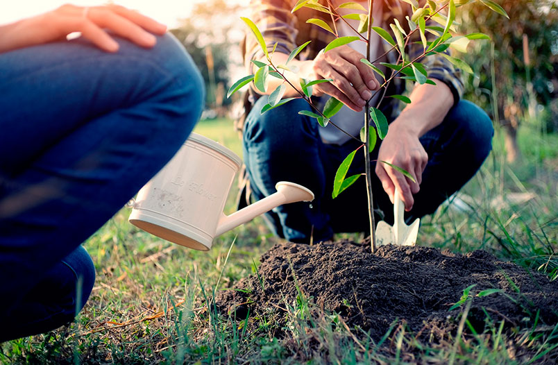 Beneficios de plantar árboles