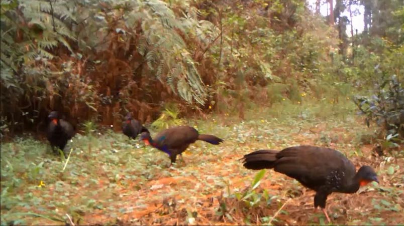 Biodiversidad en los bosques de la Sierra Norte de Oaxaca