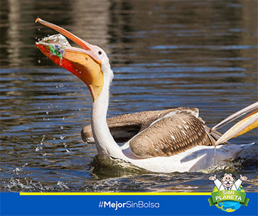Cada año muere un millón de aves marinas y 100 mil ejemplares de mamíferos”