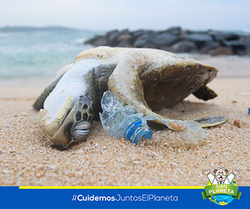 Tortugas afectadas por la contaminación de plásticos en los mares