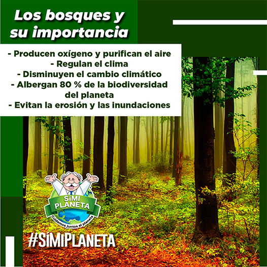 bosque y su importancia