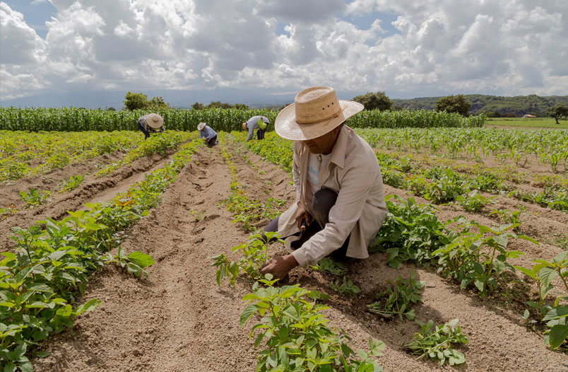 Cultivo de frutas y verduras