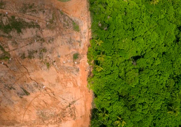 deforestacion