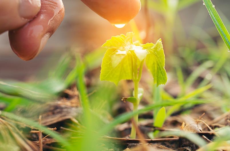 La deforestación es un factor del cambio climático
