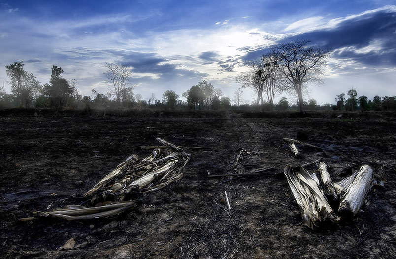 Extinción de la biodiversidad