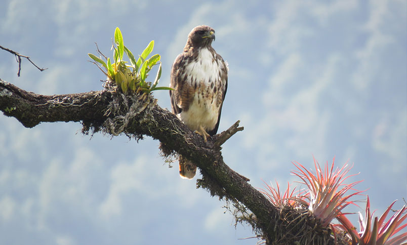 Fauna que habita en la sierra norte de Oaxaca