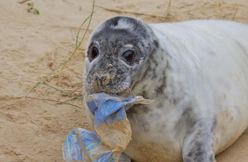 Foca con una bolsa de plástico