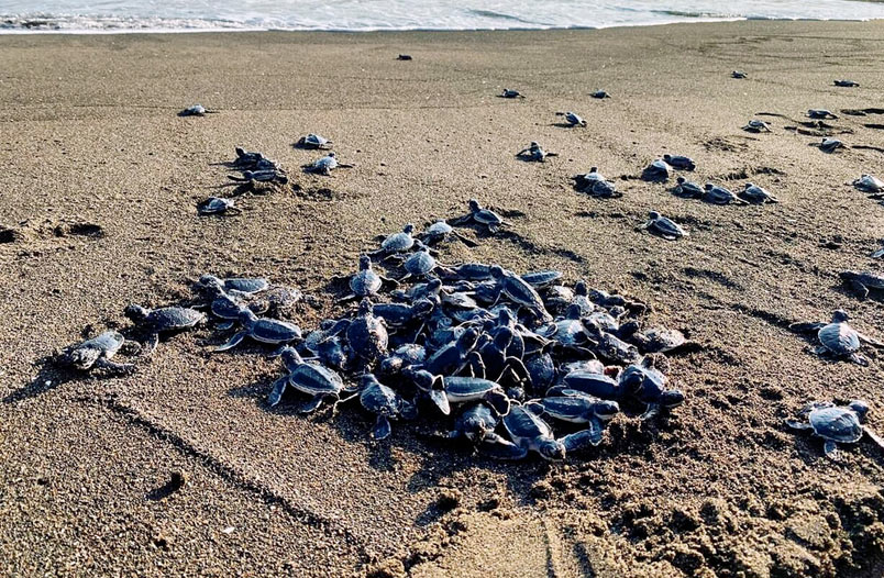 liberacion tortugas
