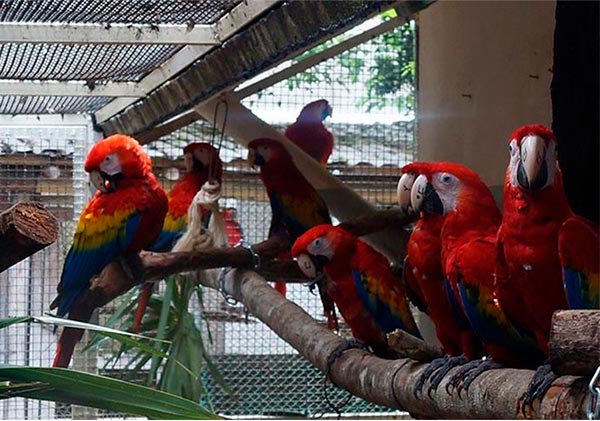 guacamaya roja