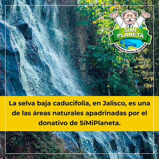 selva baja caducifolia
