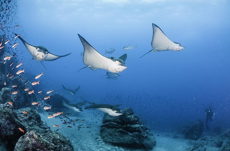 mantarrayas