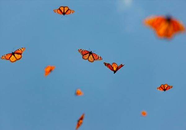mariposas monarca