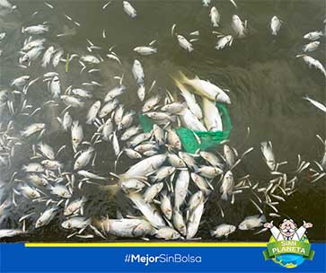 Peces muertos por plástico en los mares