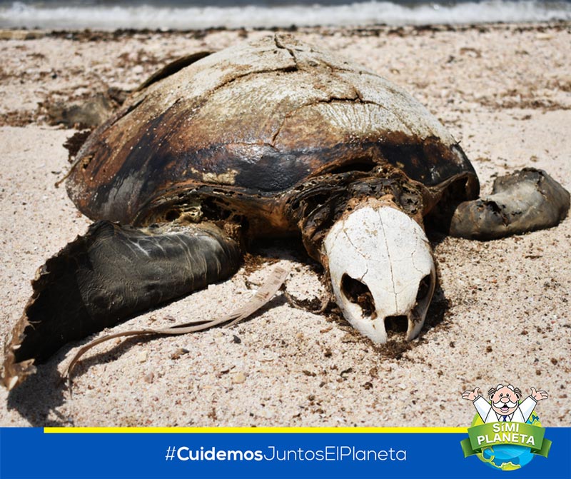 Tortuga lora en Costa Rica a la que le fue extraído un popote de sus fosas nasales.