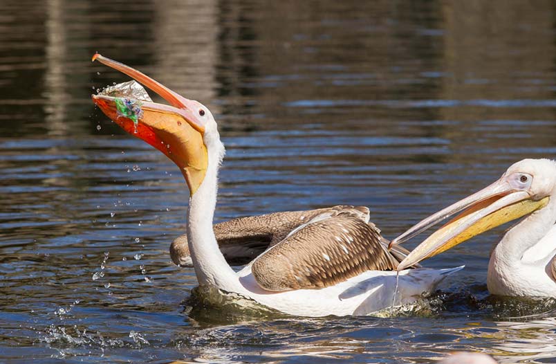 Pelicanos comiendo residuos plásticos