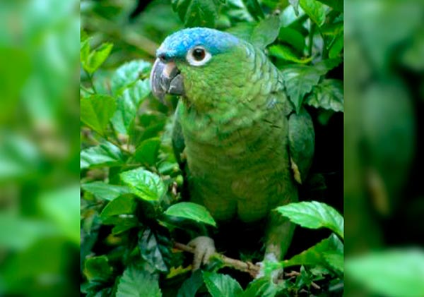 loro corona azul