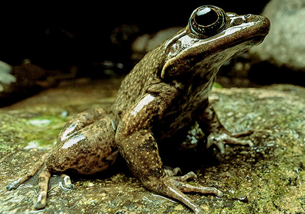 Rana