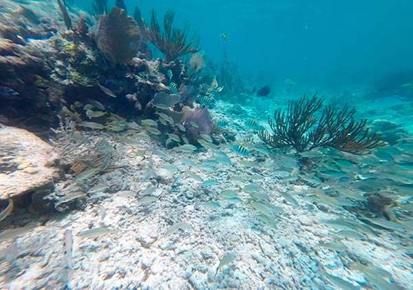 Recuperacion de ecosistemas marinos