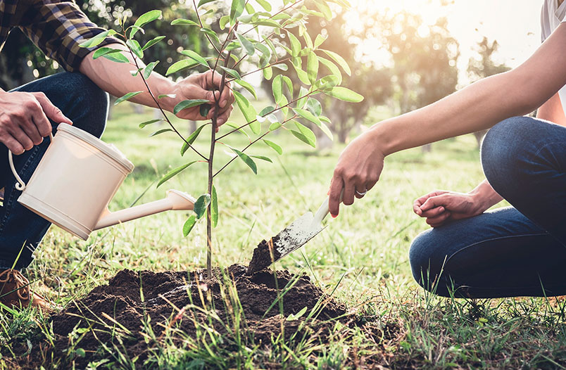 Reforestación para la conservación del suelo
