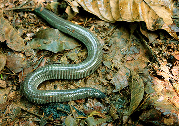 Serpientte anfibia