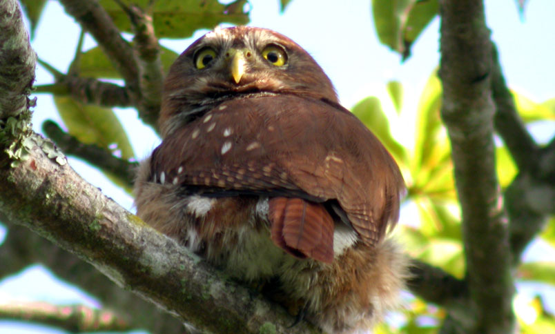 Tecolote Glaucidium brasilianum