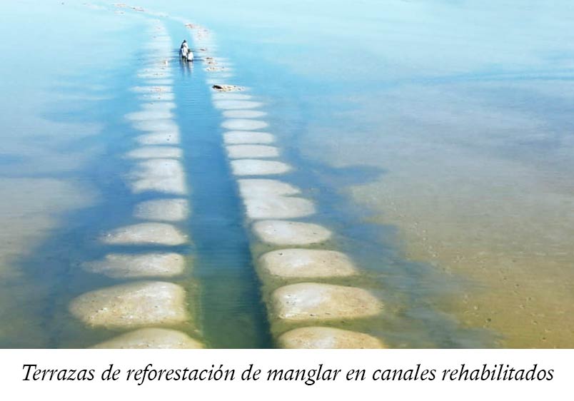 Terrazas de reforestación de manglar