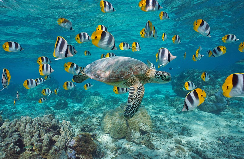 Tortuga y peces en el oceano